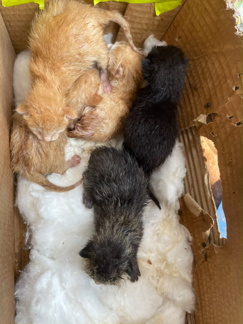Four newborn kittens curled together on soft cotton bedding inside a cardboard box