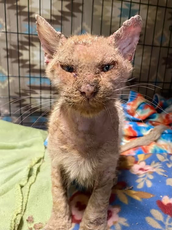 Rusty, a rescued cat at Chacha Cats