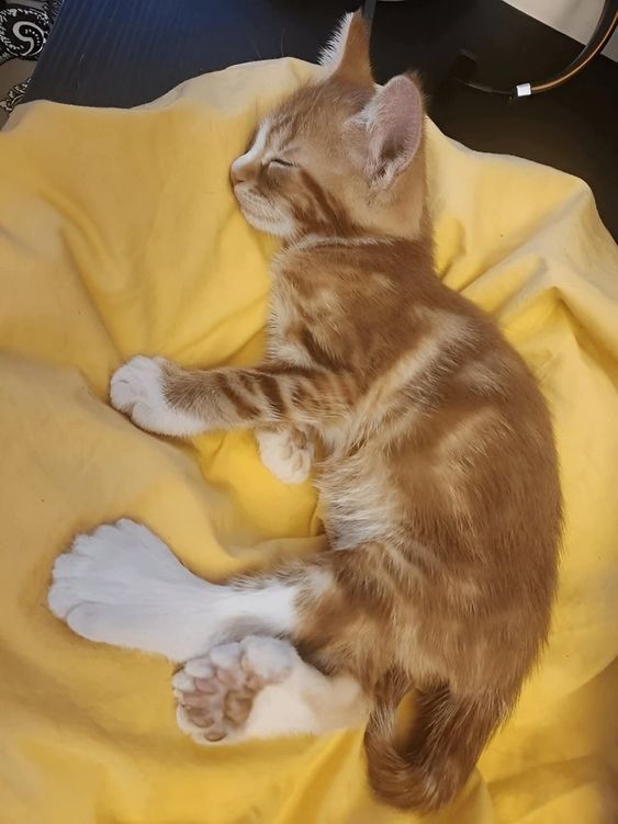 Biscuit, a rescued cat at Chacha Cats