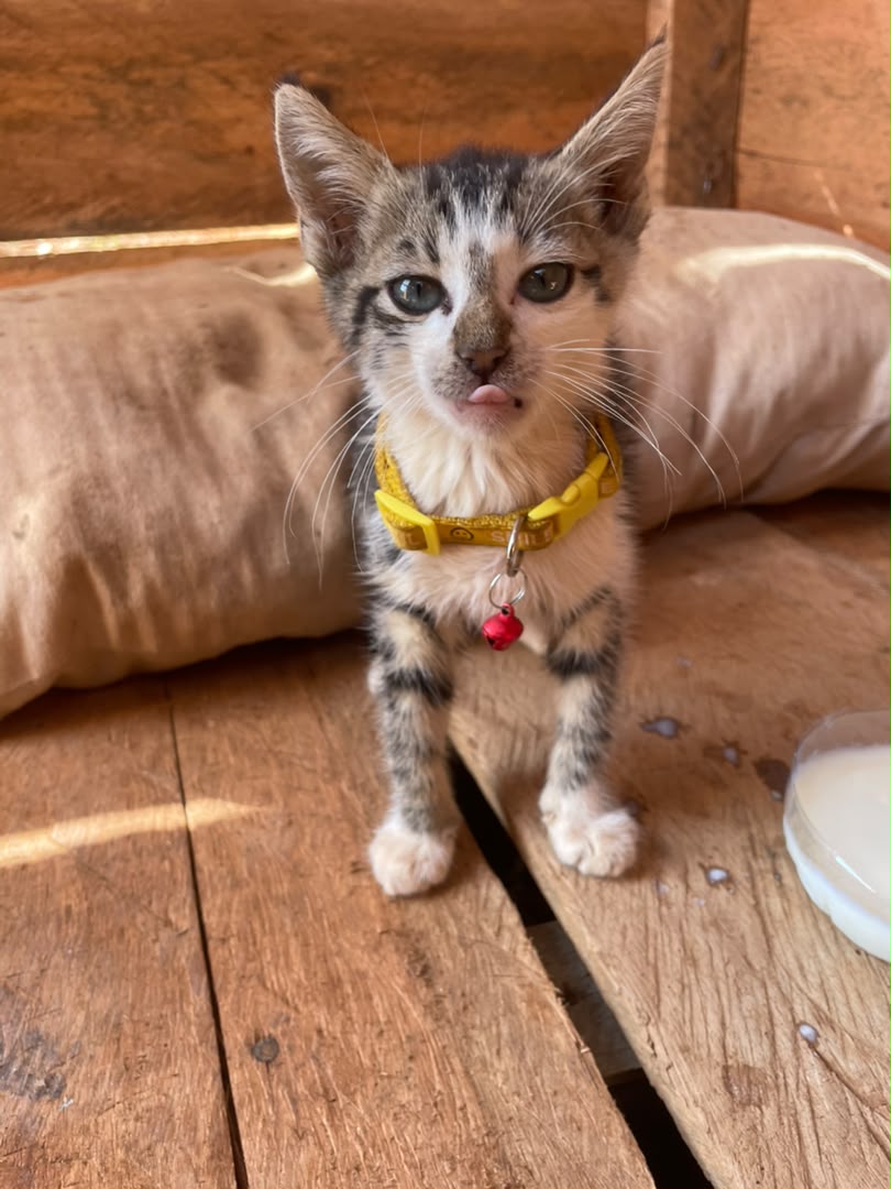 Jingle, a rescued cat at Chacha Cats