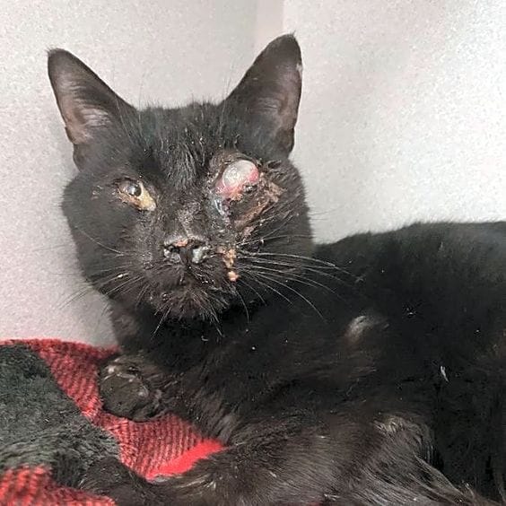 Shadow, a rescued cat at Chacha Cats