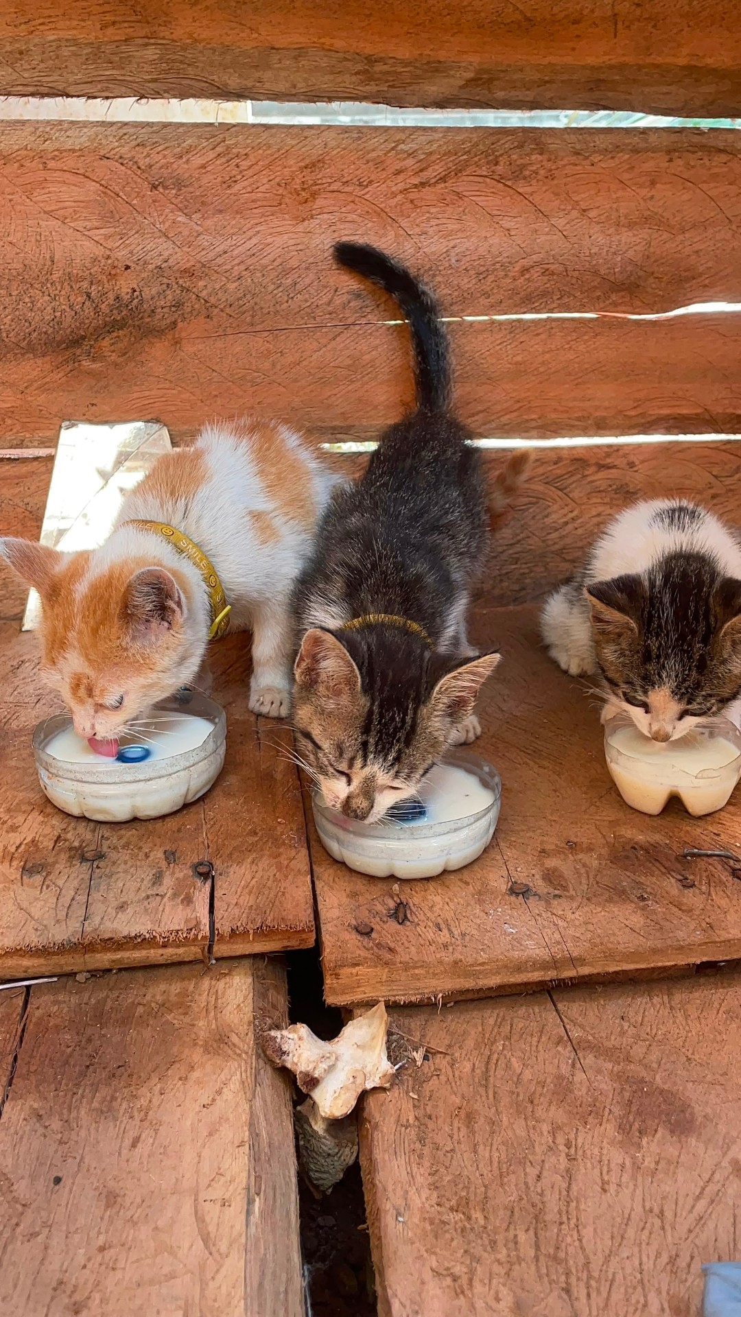 Three collared kittens drinking milk from small bowls on a wooden platform